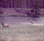 Winter Forever - CD Audio di Seahaven