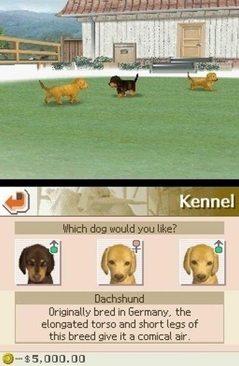 Nintendogs Labrador - 6