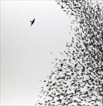 Sky Blue Sky (180 gr.) - Vinile LP + CD Audio di Wilco