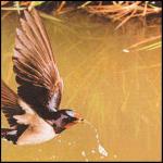 The Complete - CD Audio di Mike Oldfield