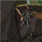 Hemisphere of Shadows - CD Audio di Danava