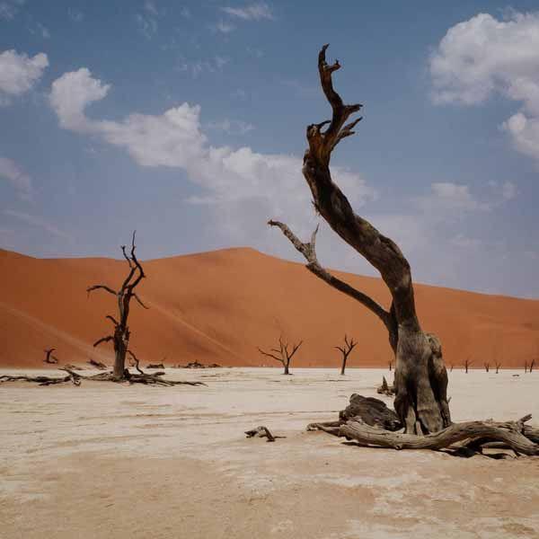 Blue Rose Store