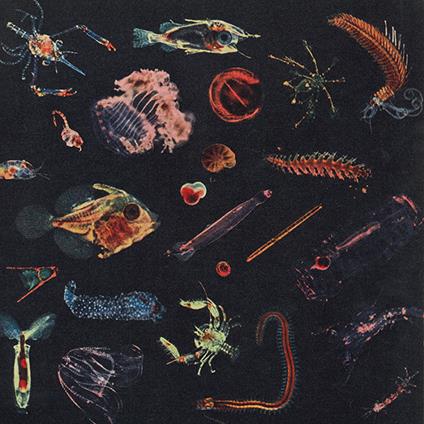Plancton - CD Audio di Alessandro Fiori