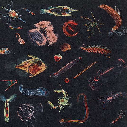 Plancton - CD Audio di Alessandro Fiori