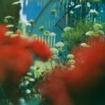 Haze (Coloured Vinyl)