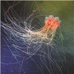 Pool Party - CD Audio di Ponderosa