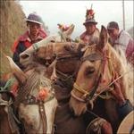 I've Been Watching a Lot - CD Audio di Harvey Girls