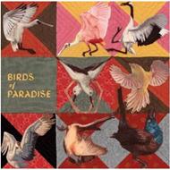 Birds Of Paradise