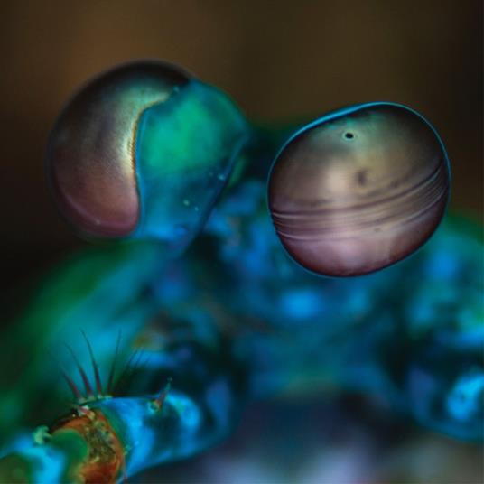 Amasia. Anamibia Sessions 2 - CD Audio di Melvin Gibbs