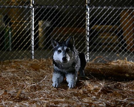 NECA - The Thing Action Figure Thing Dog Creature Ultimate Deluxe 18 cm