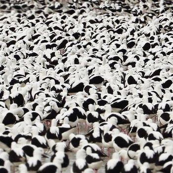 Flood - Vinile LP di Stella Donnelly