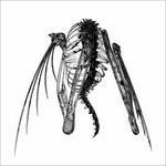 Heterocetera - Vinile 7'' di Lotic