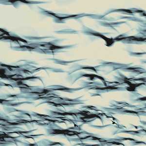 Vinile Call Bellbird