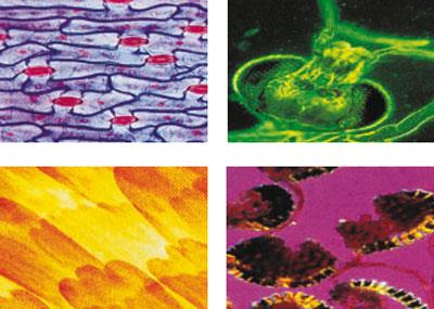 Vetrini Preparati: Zoologia Invertebrati E Insetti