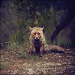 Love Songs - CD Audio di Winterpills