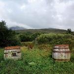 Jura (Limited Edition)