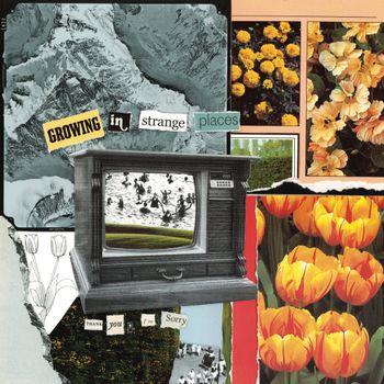 Growing In Strange Places - Vinile LP di Thank You I'm Sorry