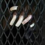 Dama - CD Audio di Titan