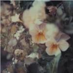 Luz - Vinile LP di Every Hidden Color