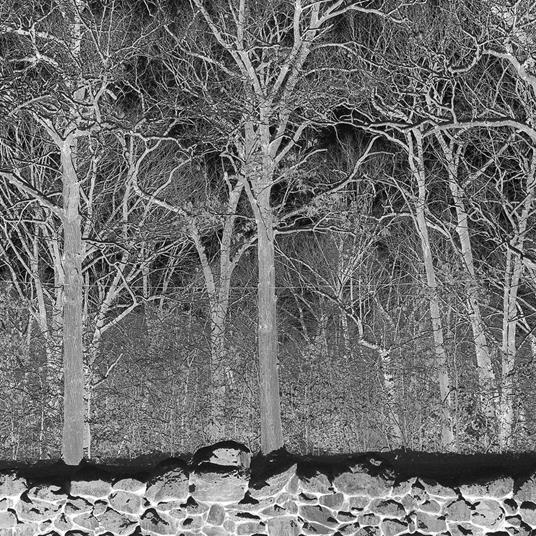 Sunshine And Balance Beams (Clear Vinyl) - Vinile LP di Pile