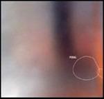 Pedal - CD Audio di Pedal