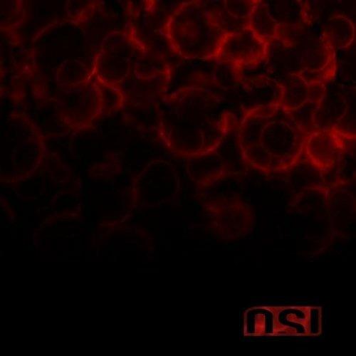 Blood - CD Audio di OSI