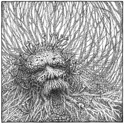 Nemorous - Vinile LP di Nemorous