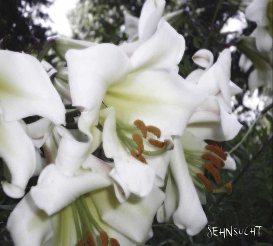 Wuste - CD Audio di Sehnsucht