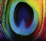 Peacock - CD Audio di Osunlade