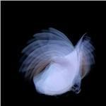 Feathermagnetik - CD Audio di Kira Kira