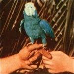 Are You Serious - CD Audio di Andrew Bird