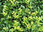 1 PIANTA DI ILEX CRENATA IN VASO 13CM sempreverdi