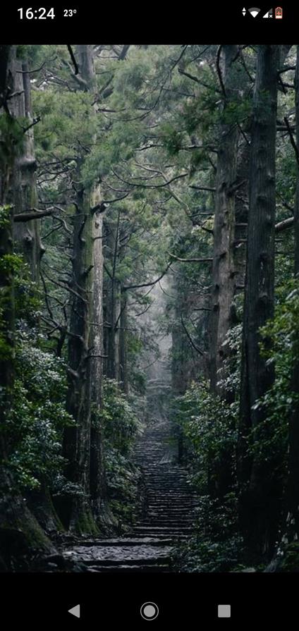 Mattino in una foresta di pini - Laura Agrusti - ebook