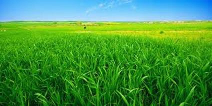 ERBA SUL SAGRATO - Ada Negri - ebook