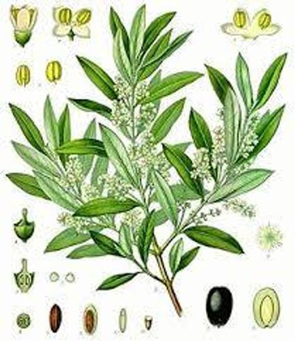 PARLA IL DOTT. AMAL SU PIANTE MEDICINALI - AMALIA MORETTI - ebook