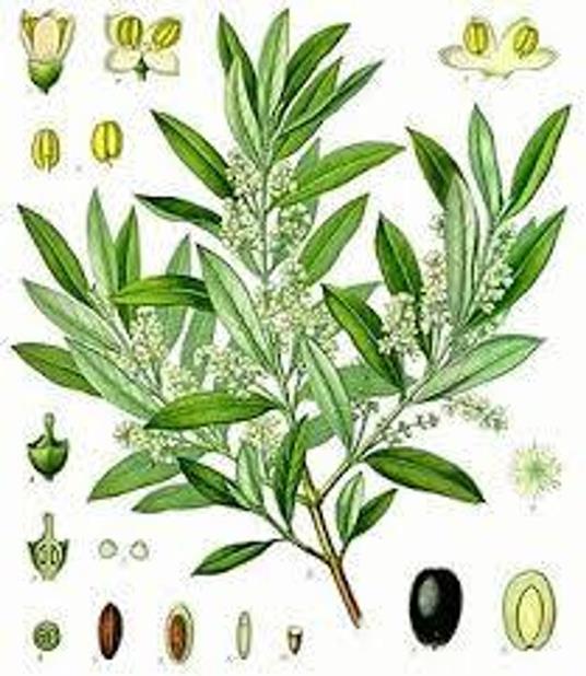 PARLA IL DOTT. AMAL SU PIANTE MEDICINALI - AMALIA MORETTI - ebook