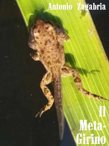 Il meta-girino. - Antonio Zagabria - ebook
