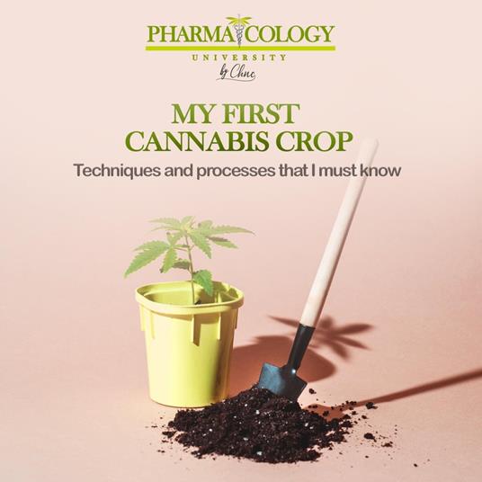 My First Cannabis Crop