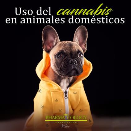 Uso del cannabis en animales domésticos