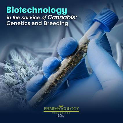 Biotechnology in the service of cannabis: genetics and breeding