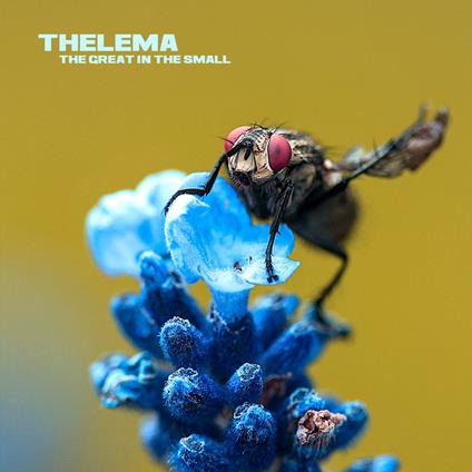 Great In The Small - Vinile LP di Thelema