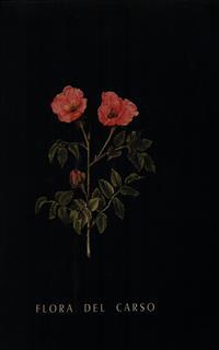 Flora del Carso