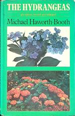 hydrangeas