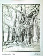 Ficus