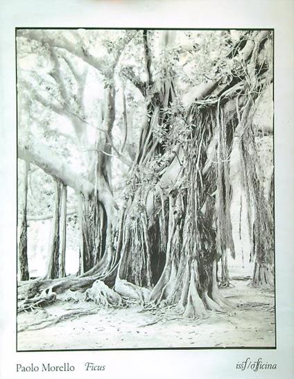 Ficus - Paolo Morello - copertina