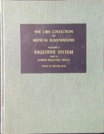 Digestive System part II: Lower Digestive Tract