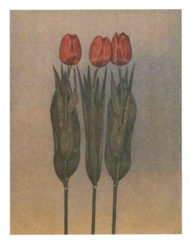 Nature morte. tre acqueforti originali di Roberto Rampinelli - Piero Santini - copertina