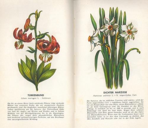 Die geschutzten Pflanzen in der Region Trentino-Tiroler Etschland - copertina