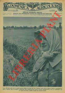 Nell'Agro romano diraspatrici pigiatrici meccaniche per l'ammostatura delle uve da vino