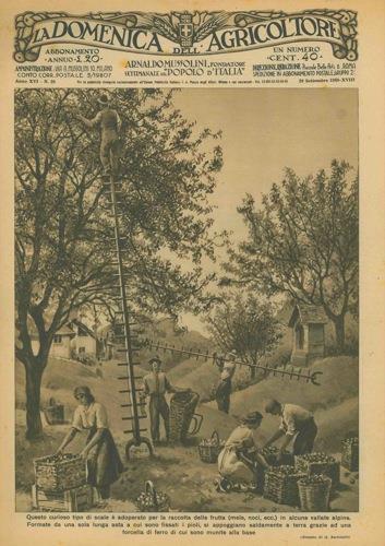 Particolare tipo di scale usato per la raccolta delle frutta in alcune vallate alpine - G. Bartoletti - copertina